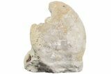 Silurian Bivalve (Megalomoidea) Fossil - Ohio #219209-1